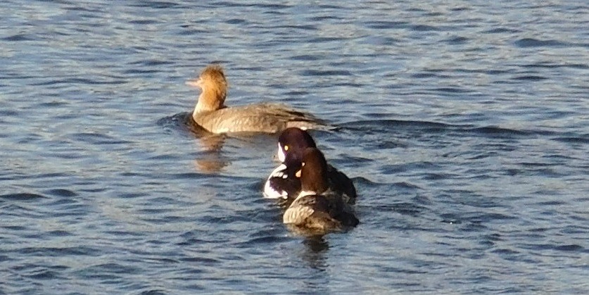 Red-breasted Merganser - ML40308741