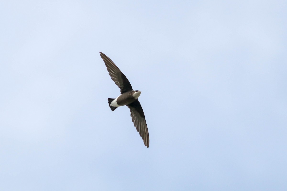 White-throated Needletail - Ged Tranter