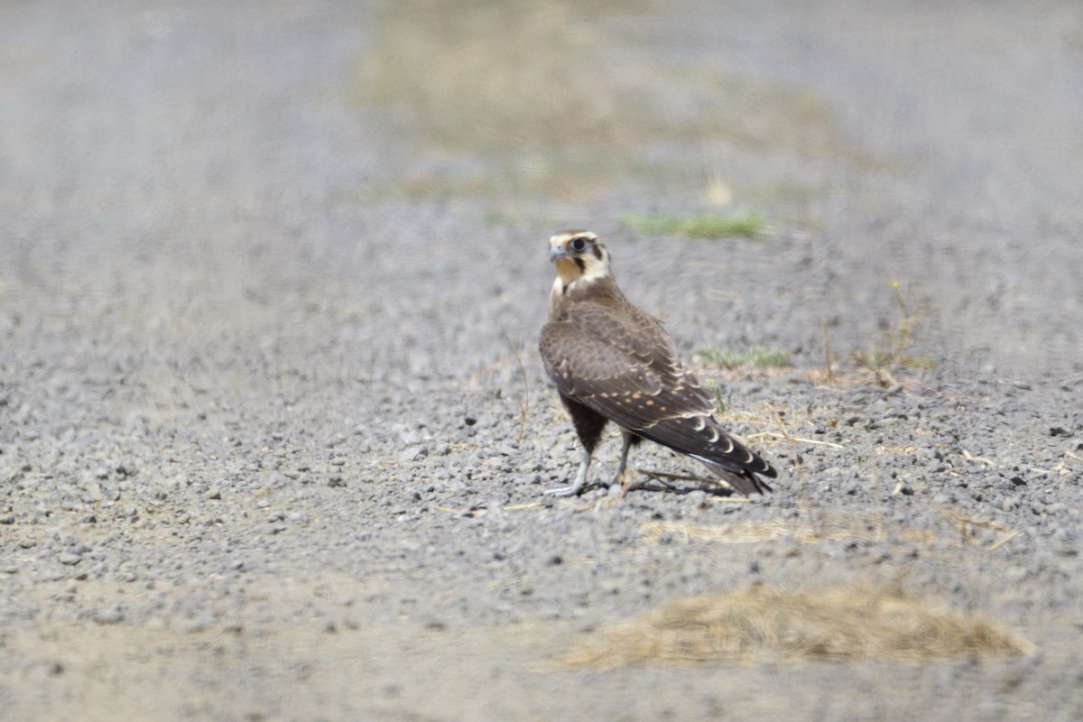 Brown Falcon - Ken Crawley