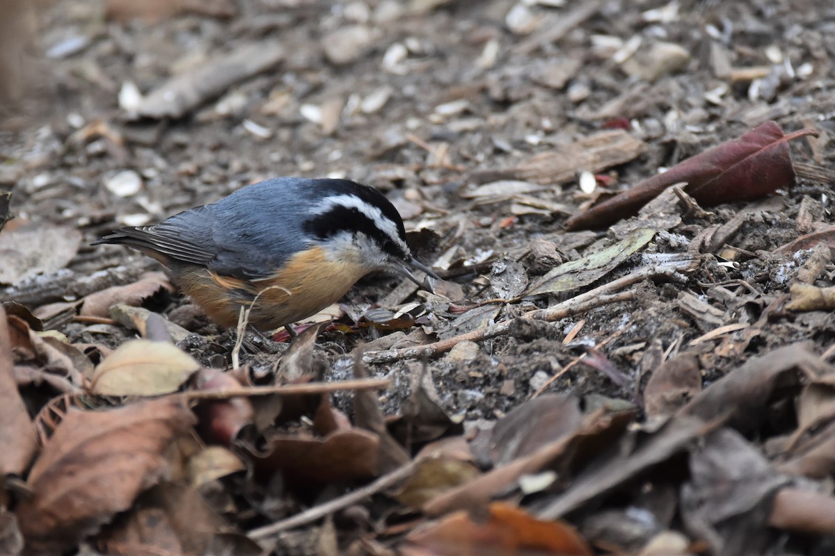 Red-breasted Nuthatch - ML403089031