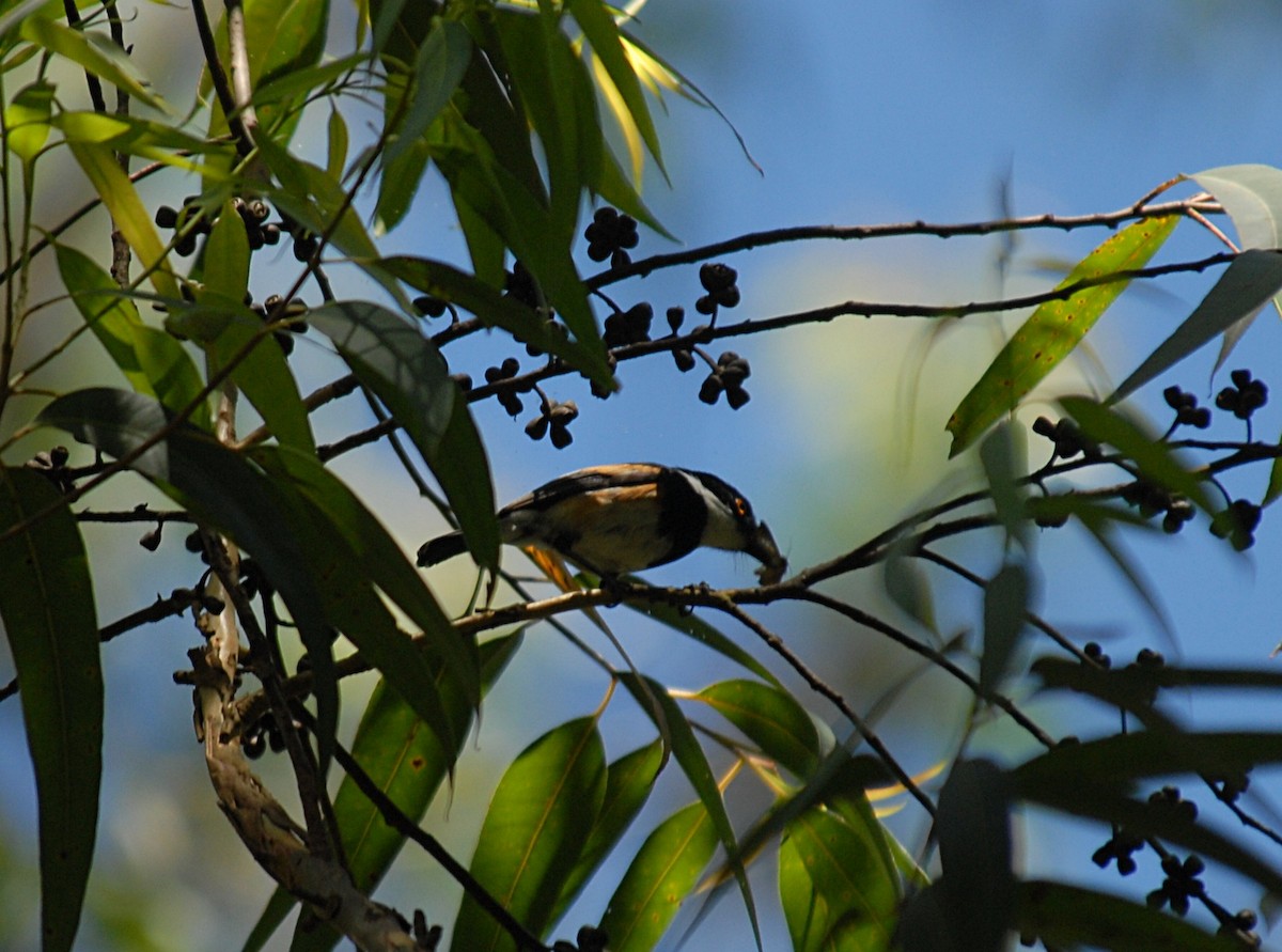 Cape Batis - ML403090981