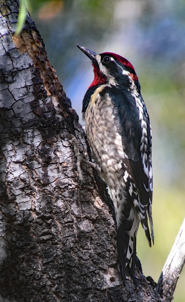 Red-naped Sapsucker - ML40309111