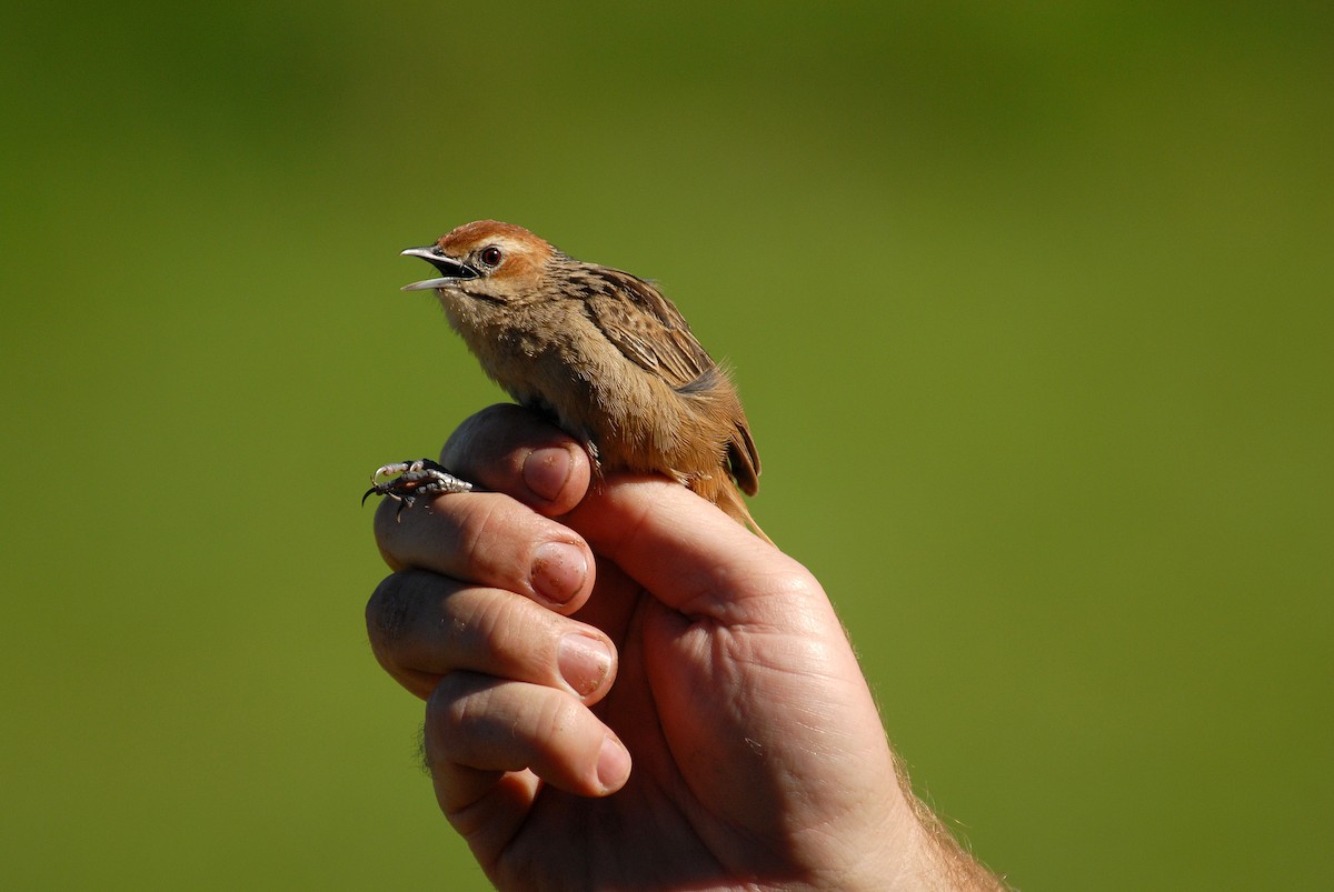 Cape Grassbird - ML403091151
