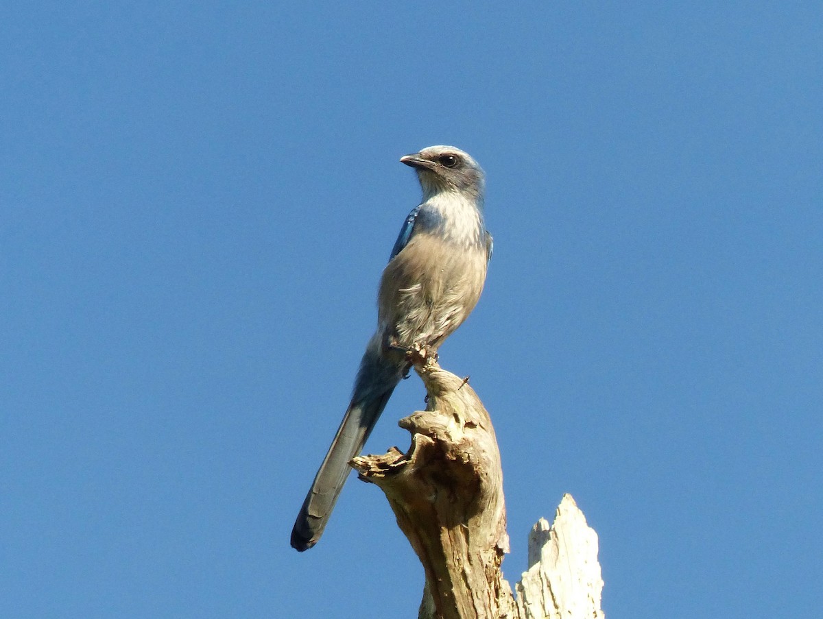 Florida Scrub-Jay - Diana Miller