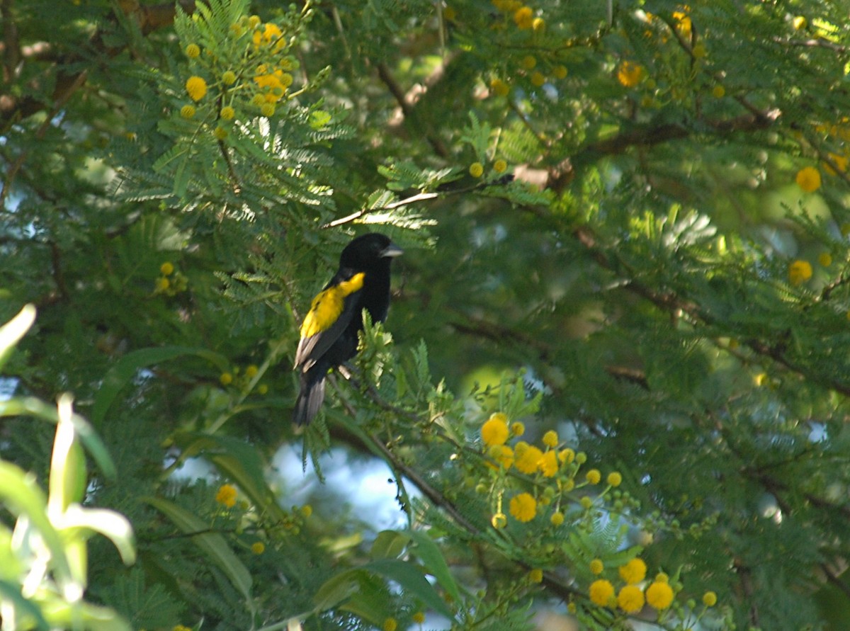Yellow Bishop - ML403091661