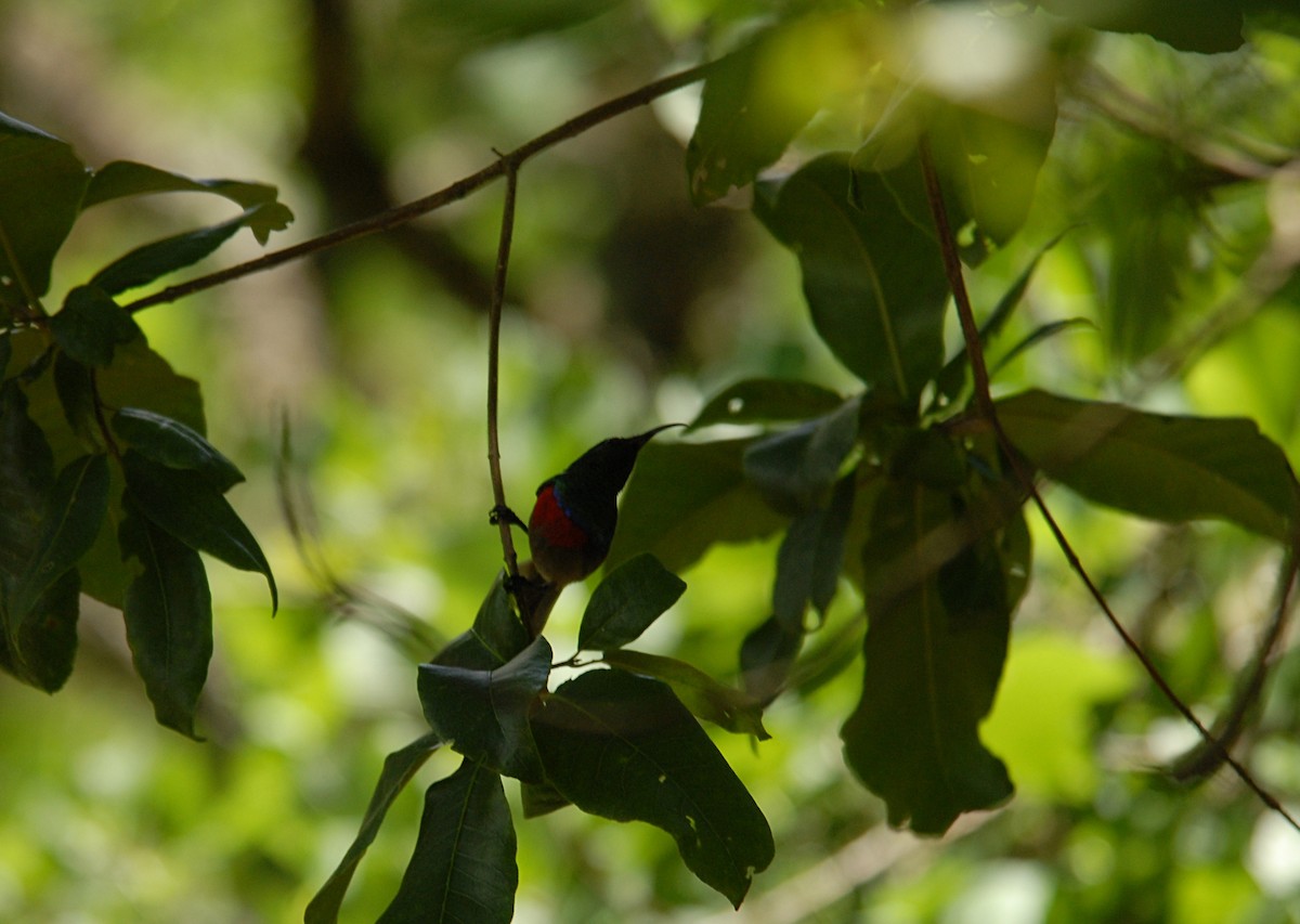 Greater Double-collared Sunbird - ML403091681