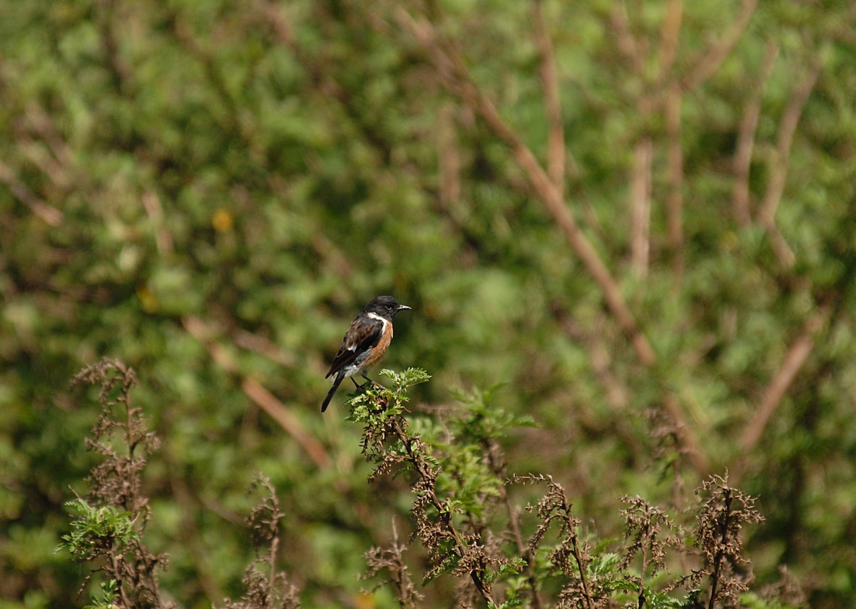 African Stonechat (African) - ML403091701