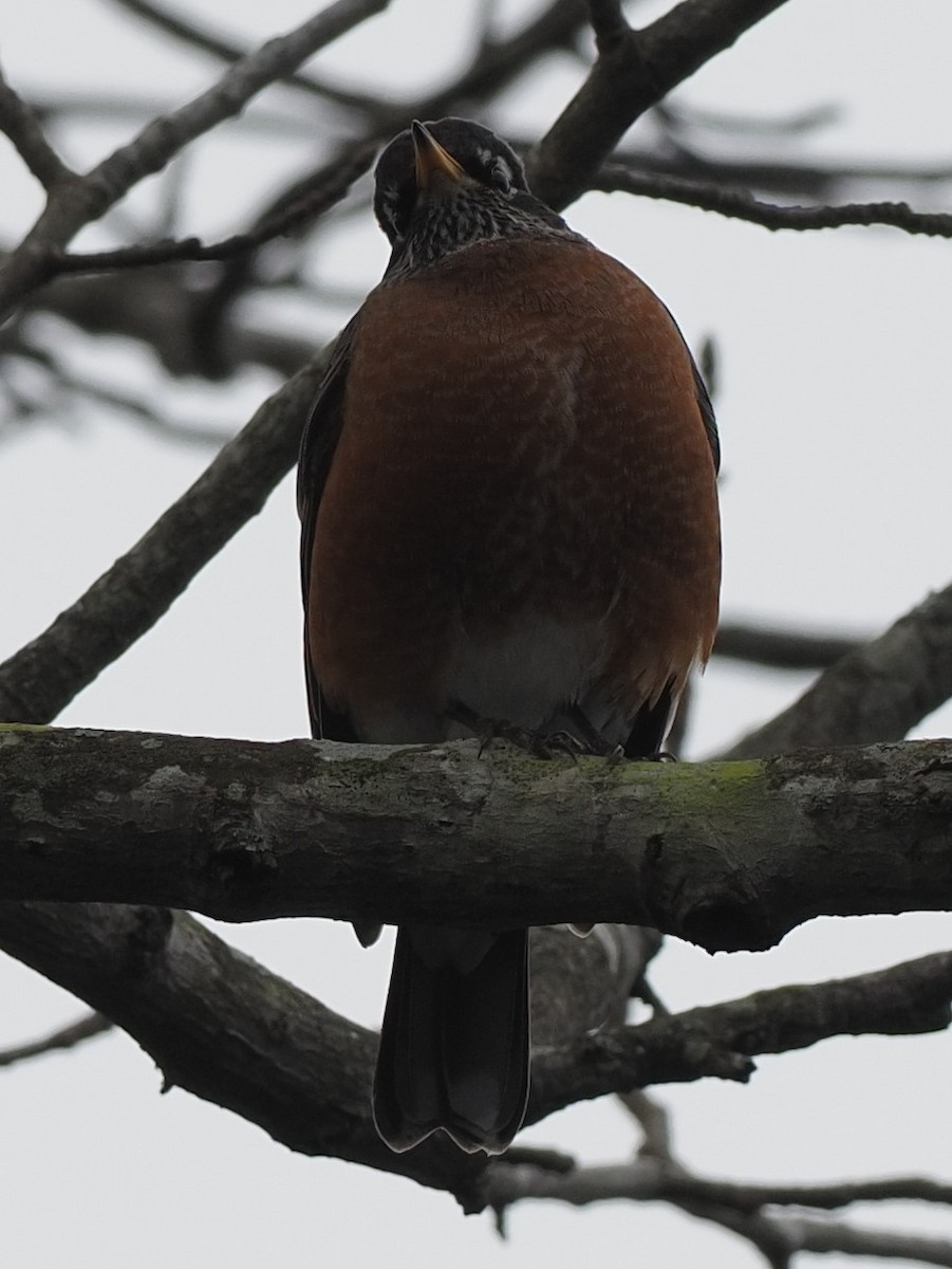 Дрізд мандрівний - ML403091821
