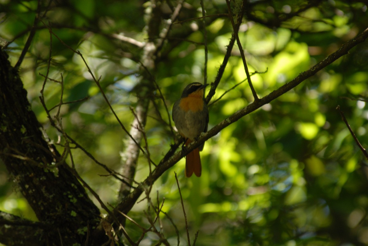 Cape Robin-Chat - ML403091841