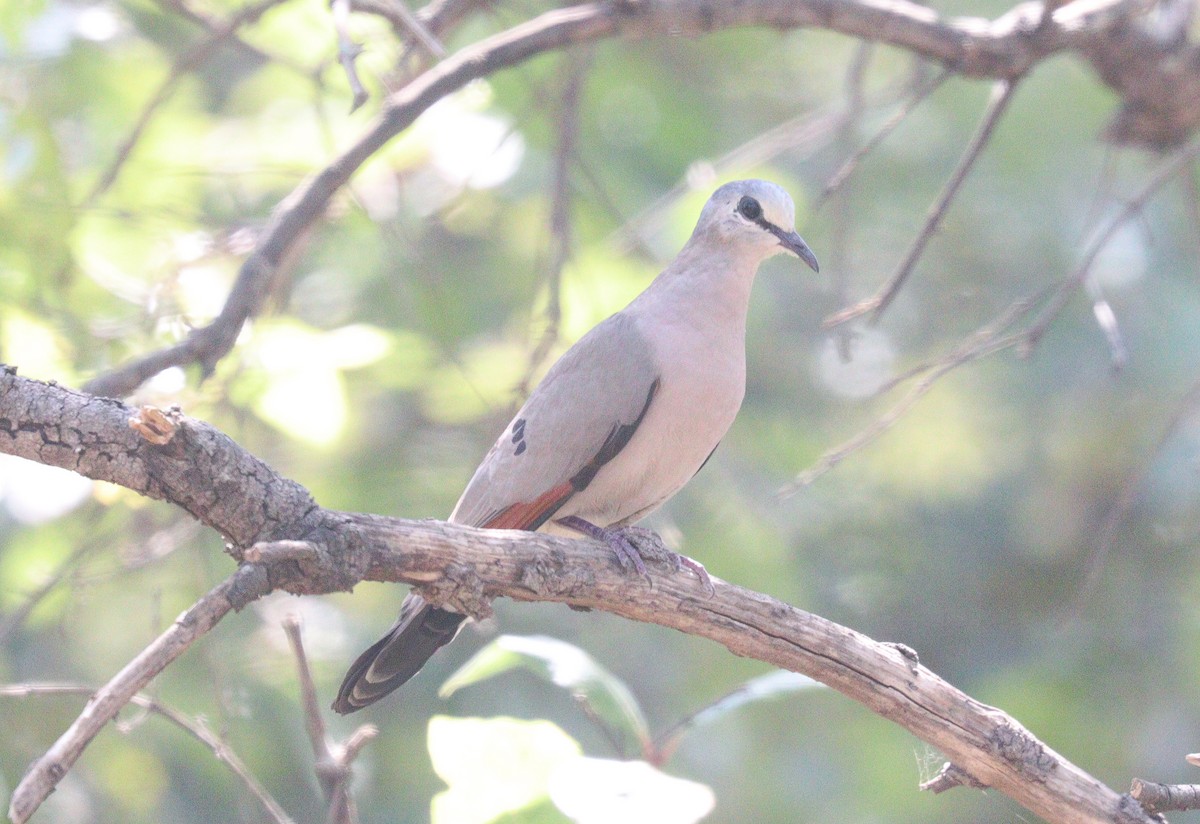 Black-billed Wood-Dove - ML403093111