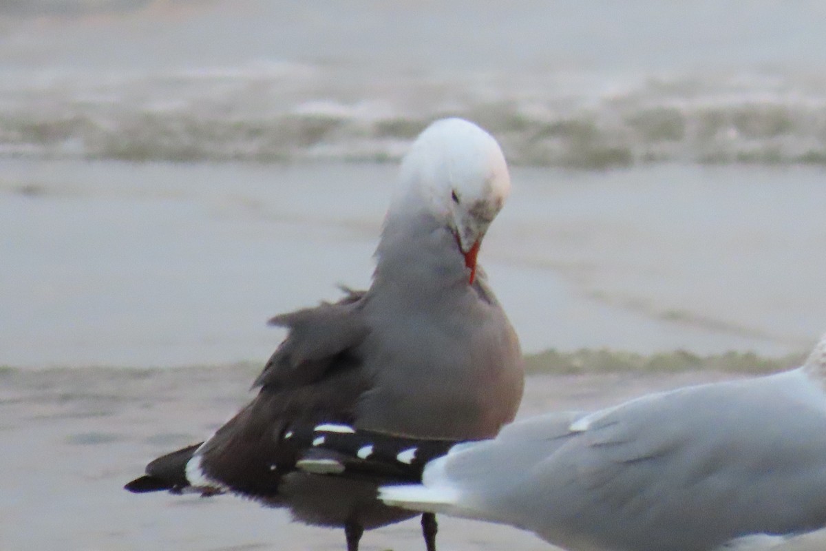 Gaviota Mexicana - ML403093171