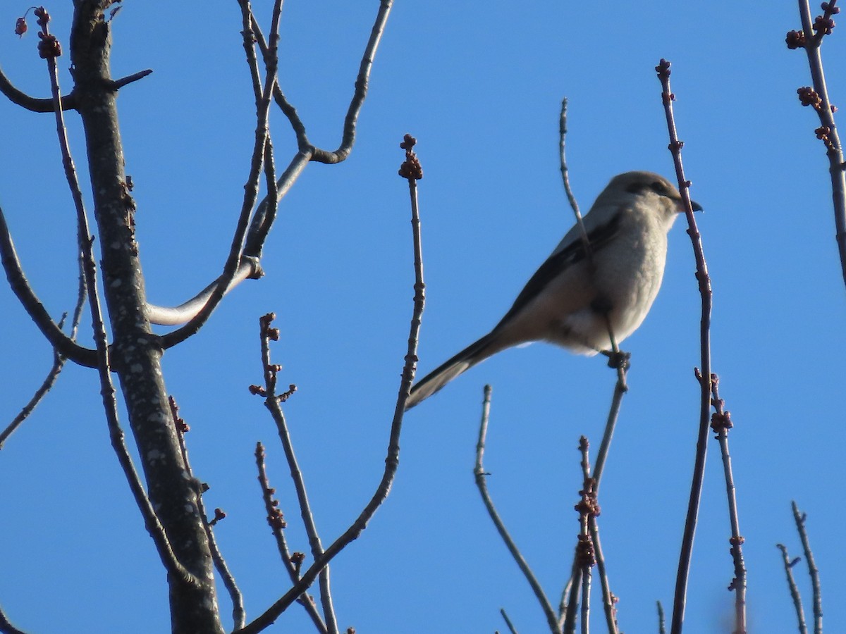 Northern Shrike - Ian Pepper