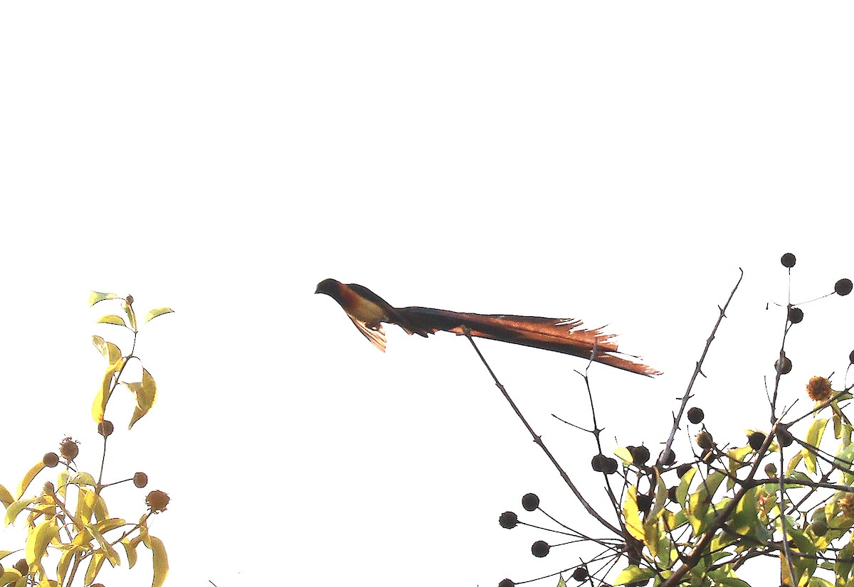 Exclamatory Paradise-Whydah - ML403094101