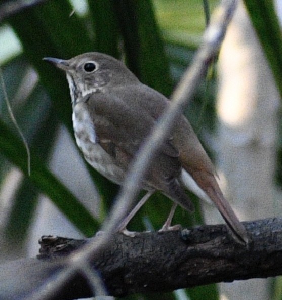 Hermit Thrush - ML403094281