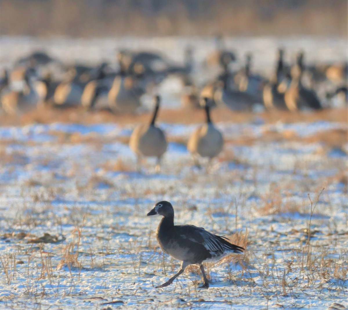 Snow Goose - ML403095101