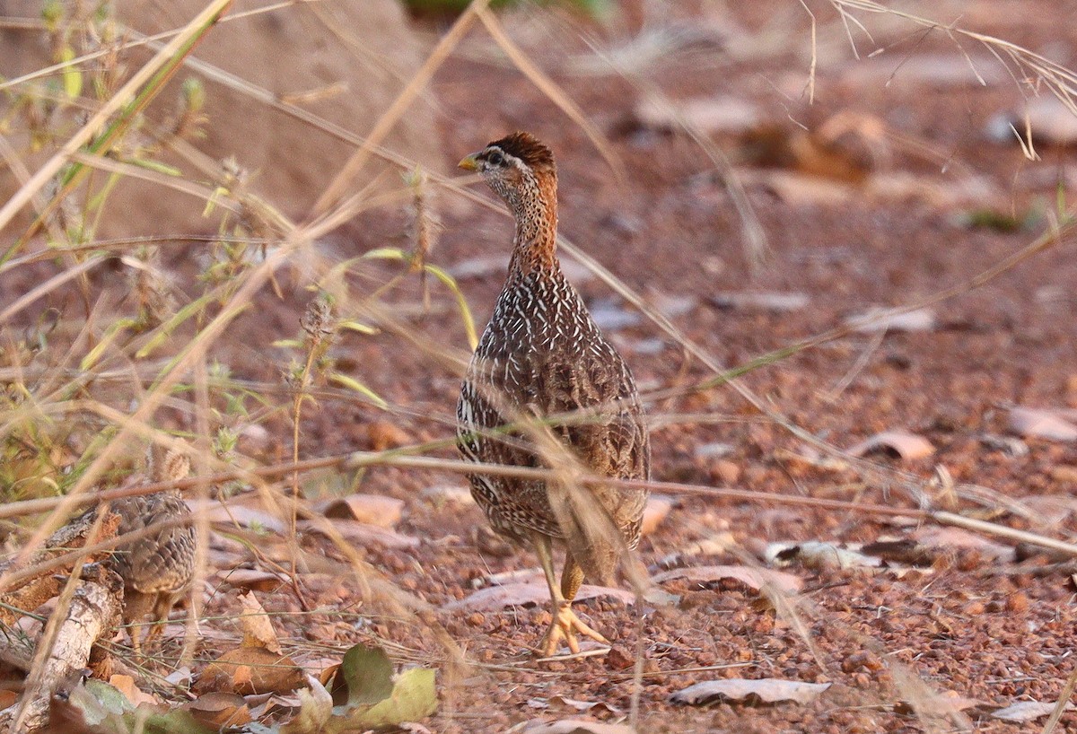 Double-spurred Spurfowl - ML403095691