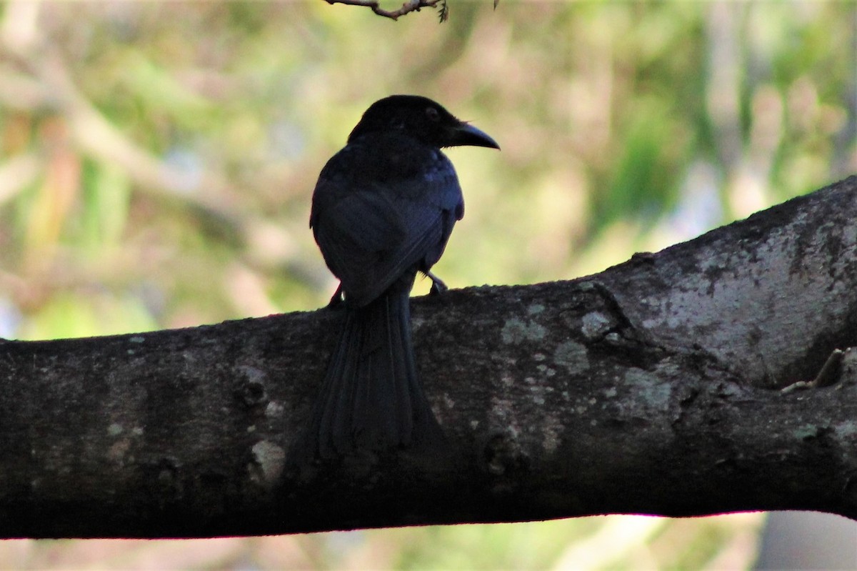 Spangled Drongo - ML403096491