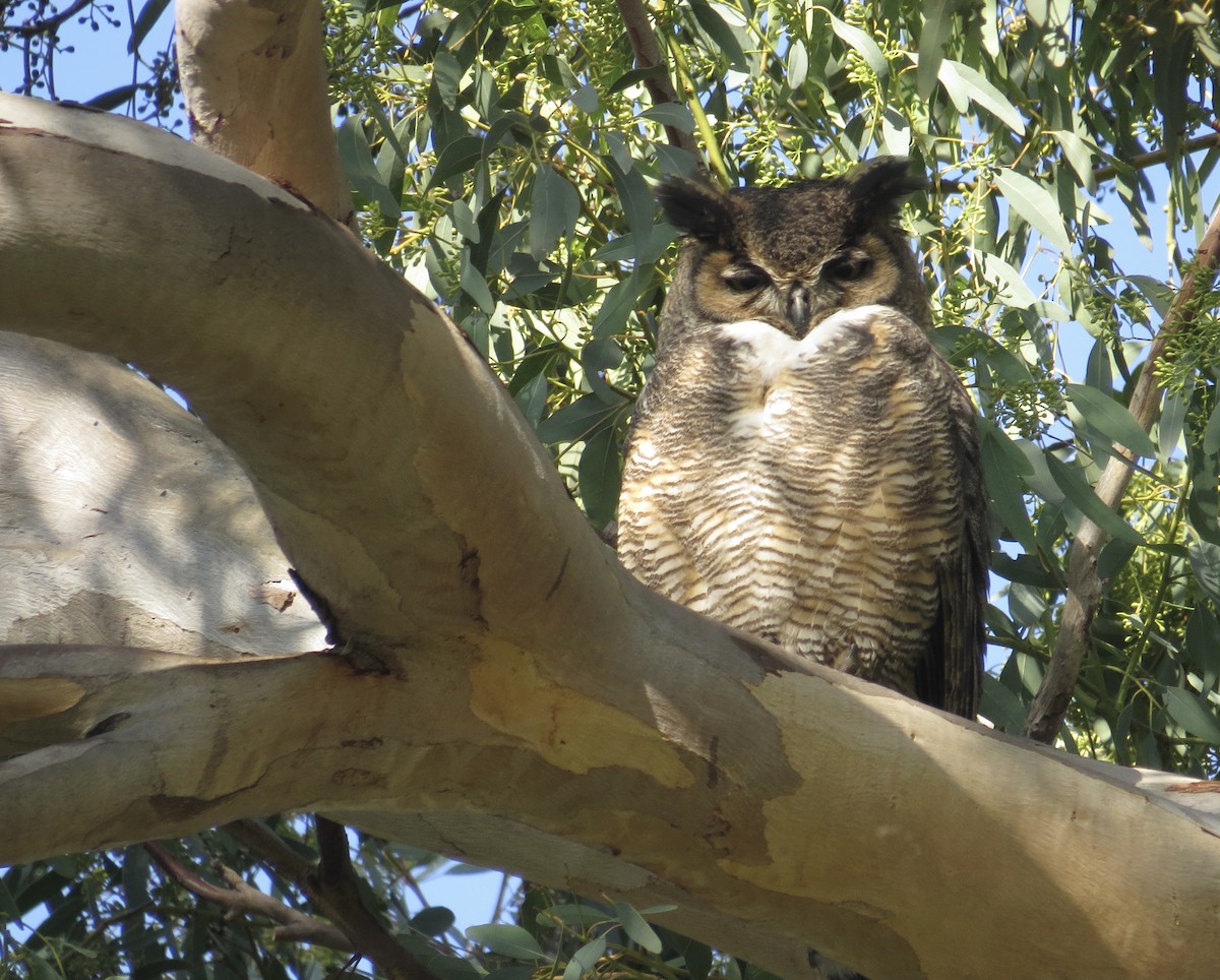 Great Horned Owl - ML403096801