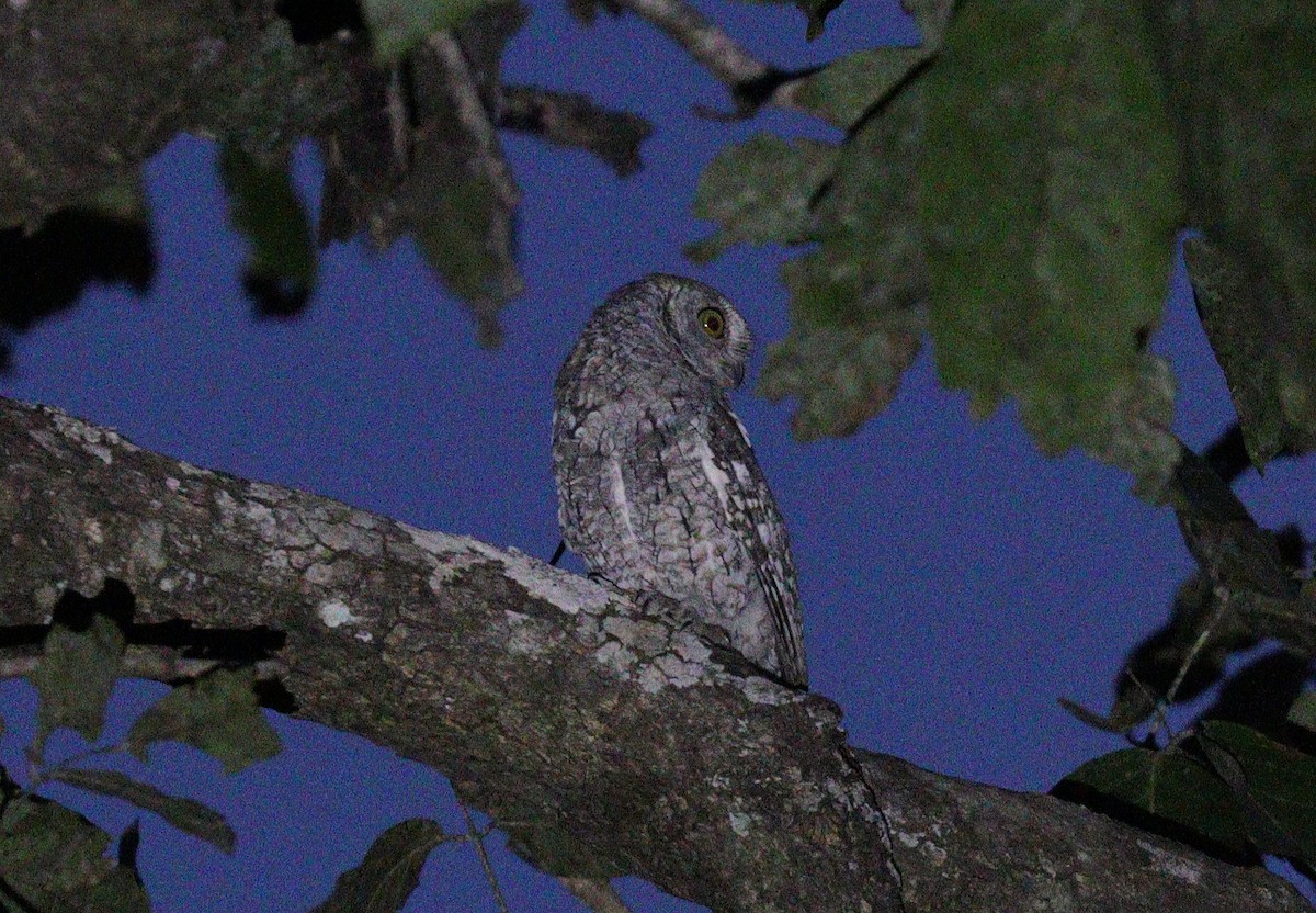 African Scops-Owl - ML403097011