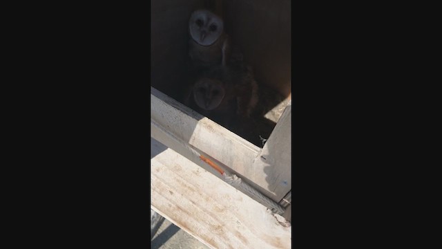 American Barn Owl - ML403098811