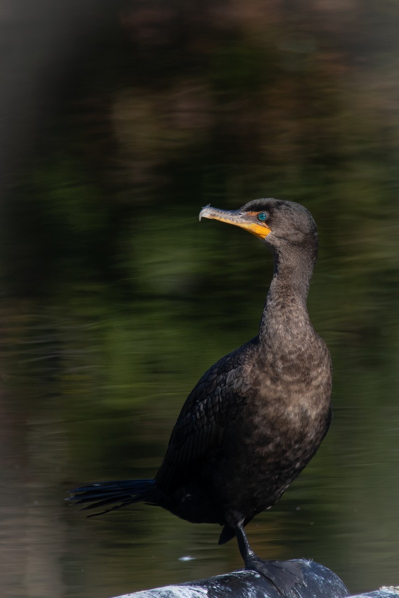 Double-crested Cormorant - ML403099251