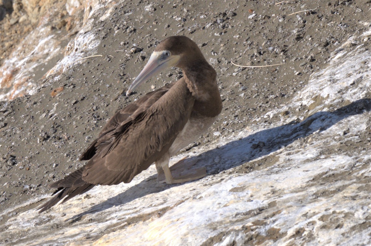 Brown Booby - ML403101131