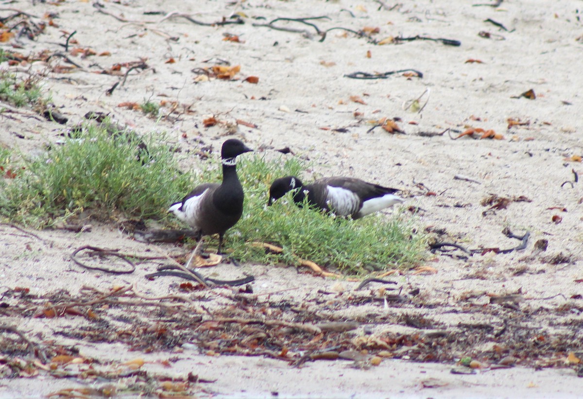 Brant - ML40310131