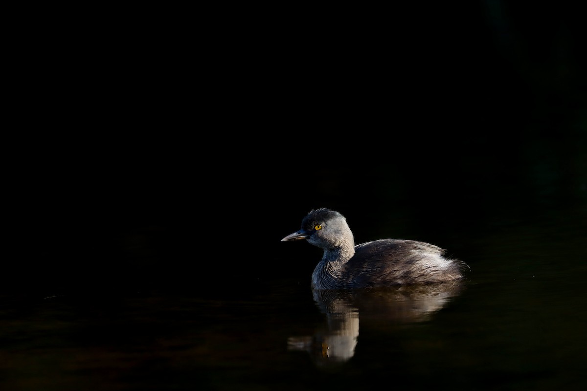 Least Grebe - ML403101431