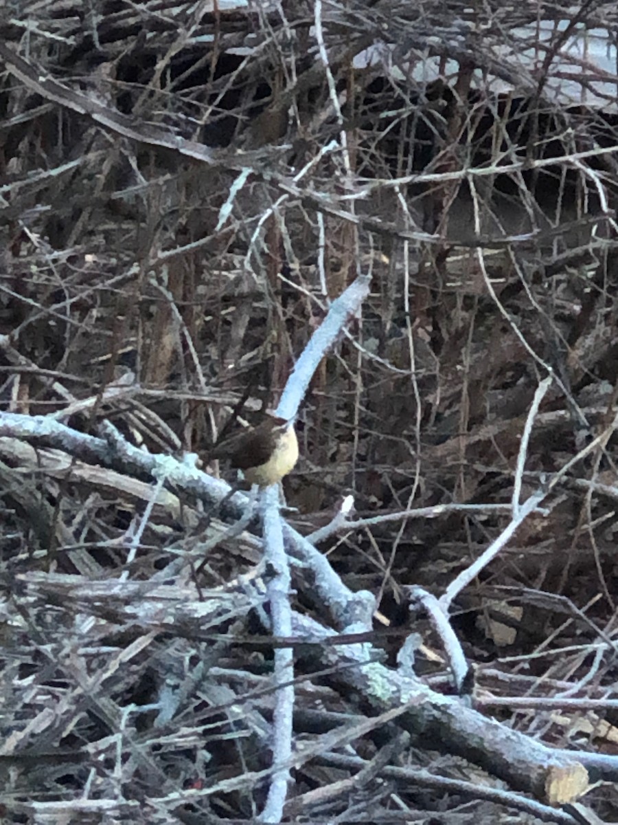 Carolina Wren - ML403102131