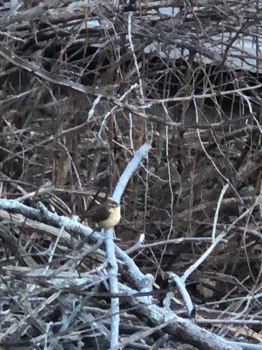 Carolina Wren - Peggy Blair