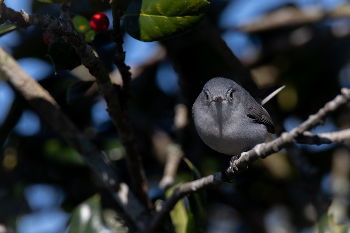 Blue-gray Gnatcatcher - ML403102331