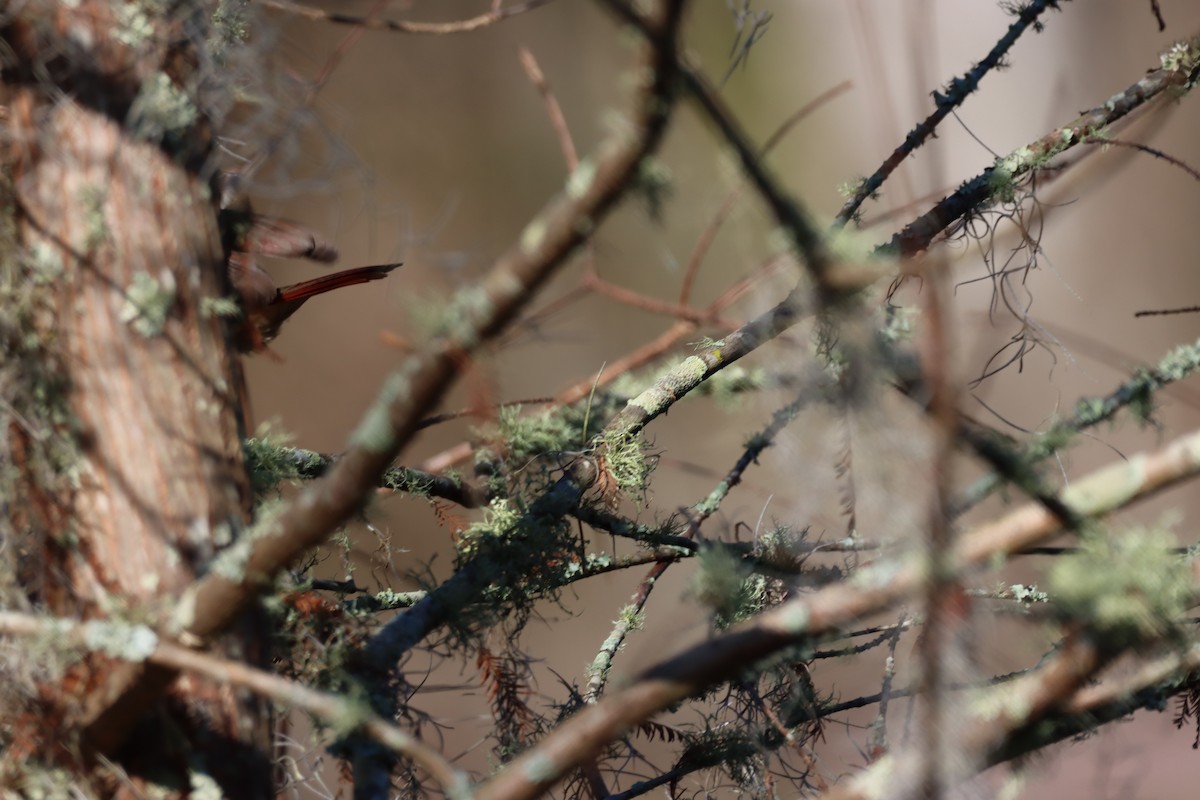 Northern Cardinal - ML403102501