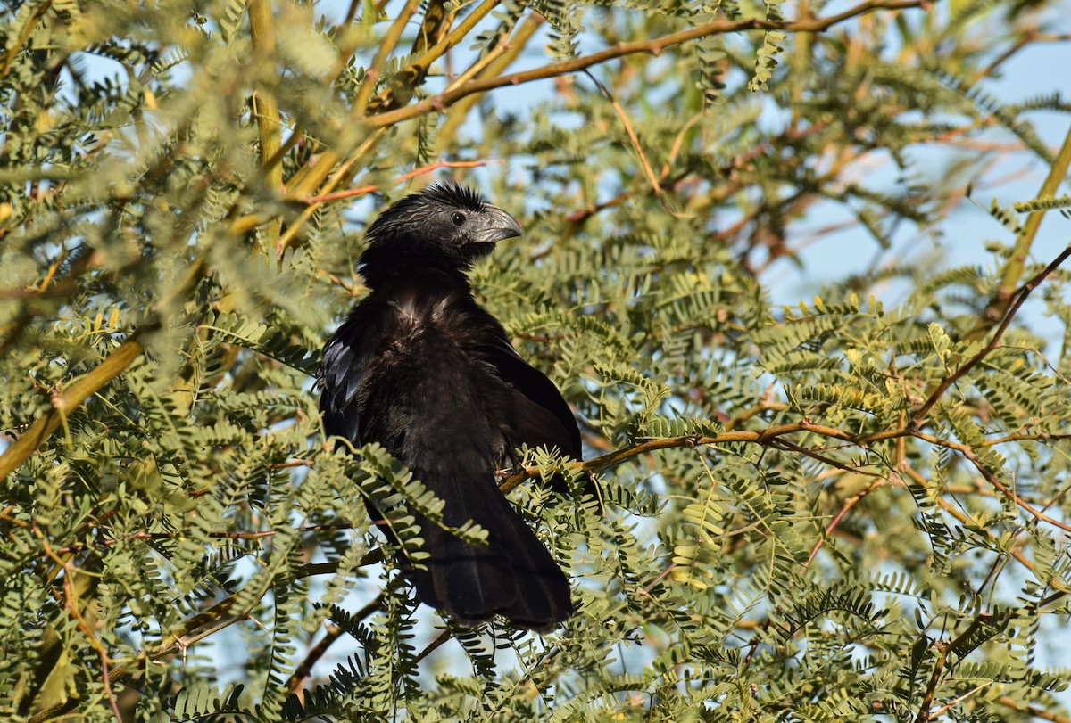 Groove-billed Ani - Ryan O'Donnell