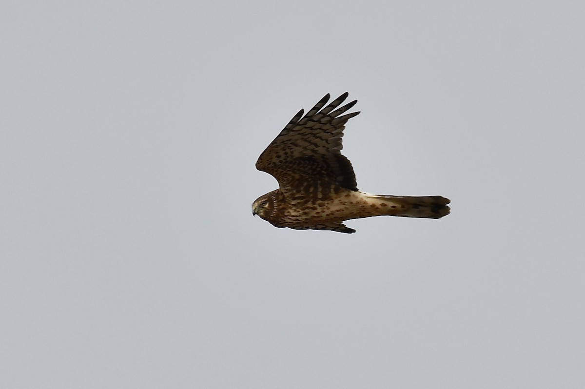 Northern Harrier - ML403104291