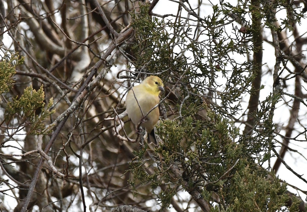 Chardonneret jaune - ML403104681