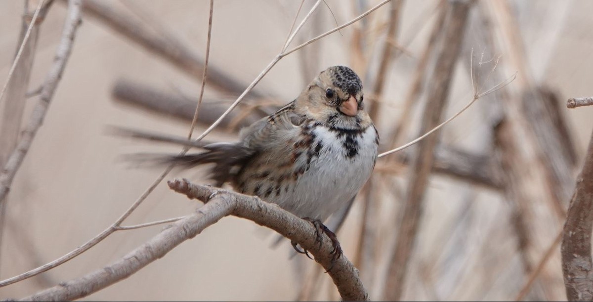 Harris's Sparrow - William Boyes