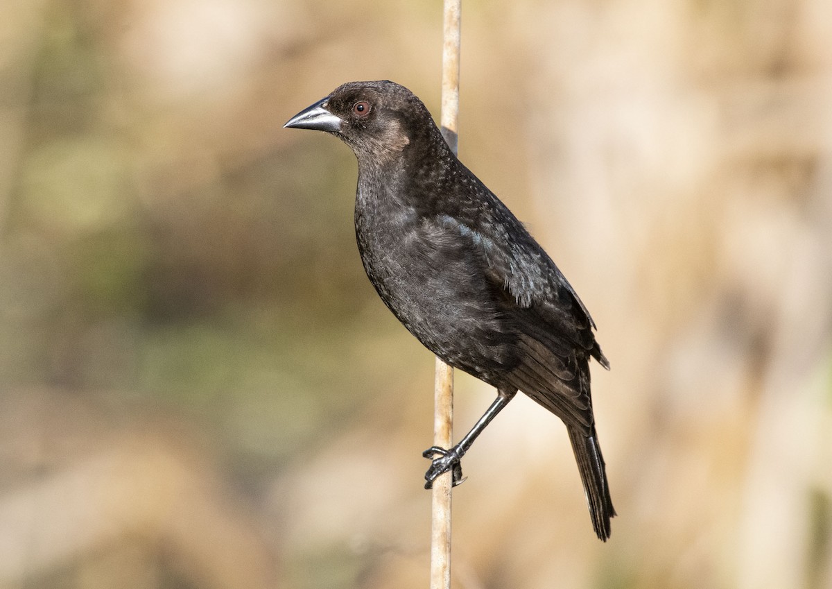 Bronzed Cowbird - ML403106411