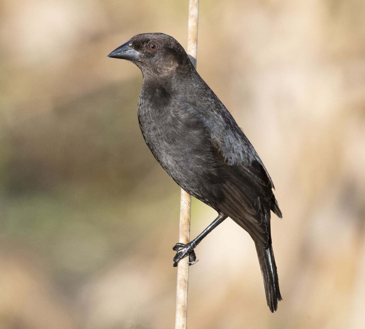 Bronzed Cowbird - ML403106441