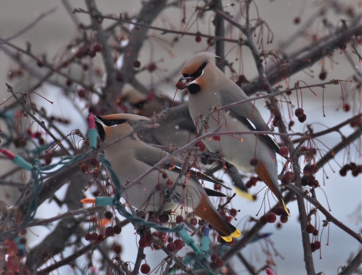 Bohemian Waxwing - ML403106711