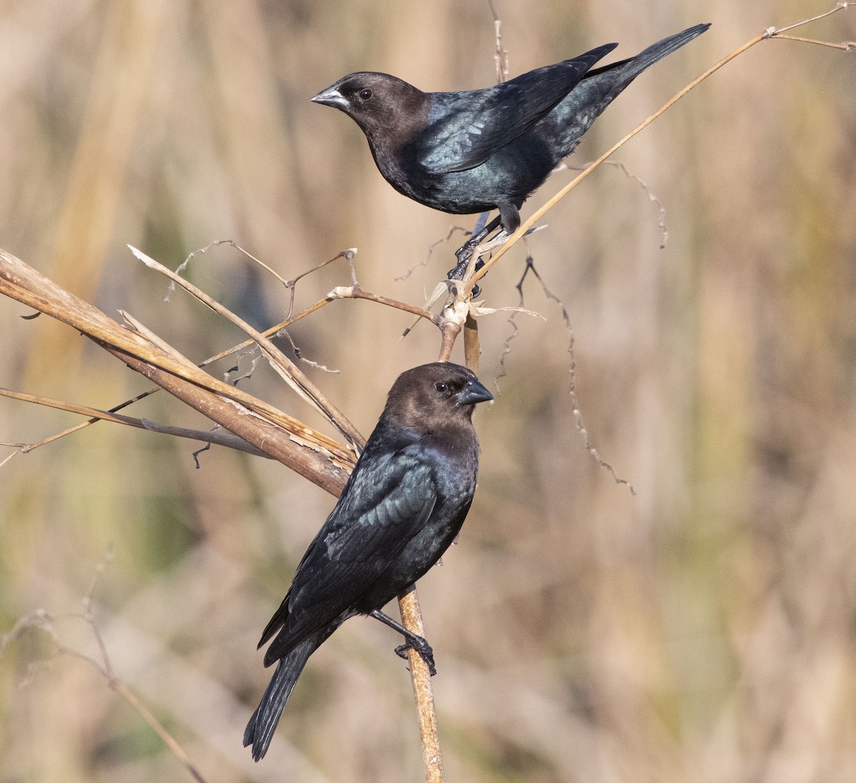 Brown-headed Cowbird - ML403108461