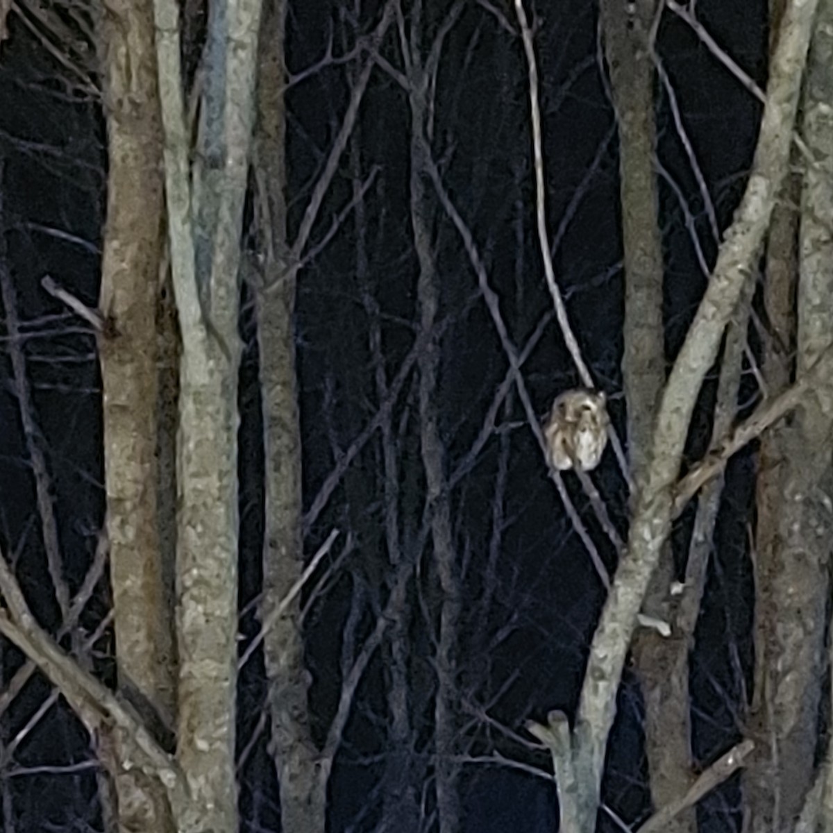 Сич північний - ML403109121