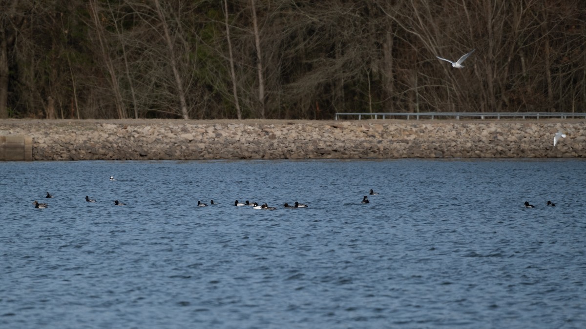 Common Goldeneye - ML403110891