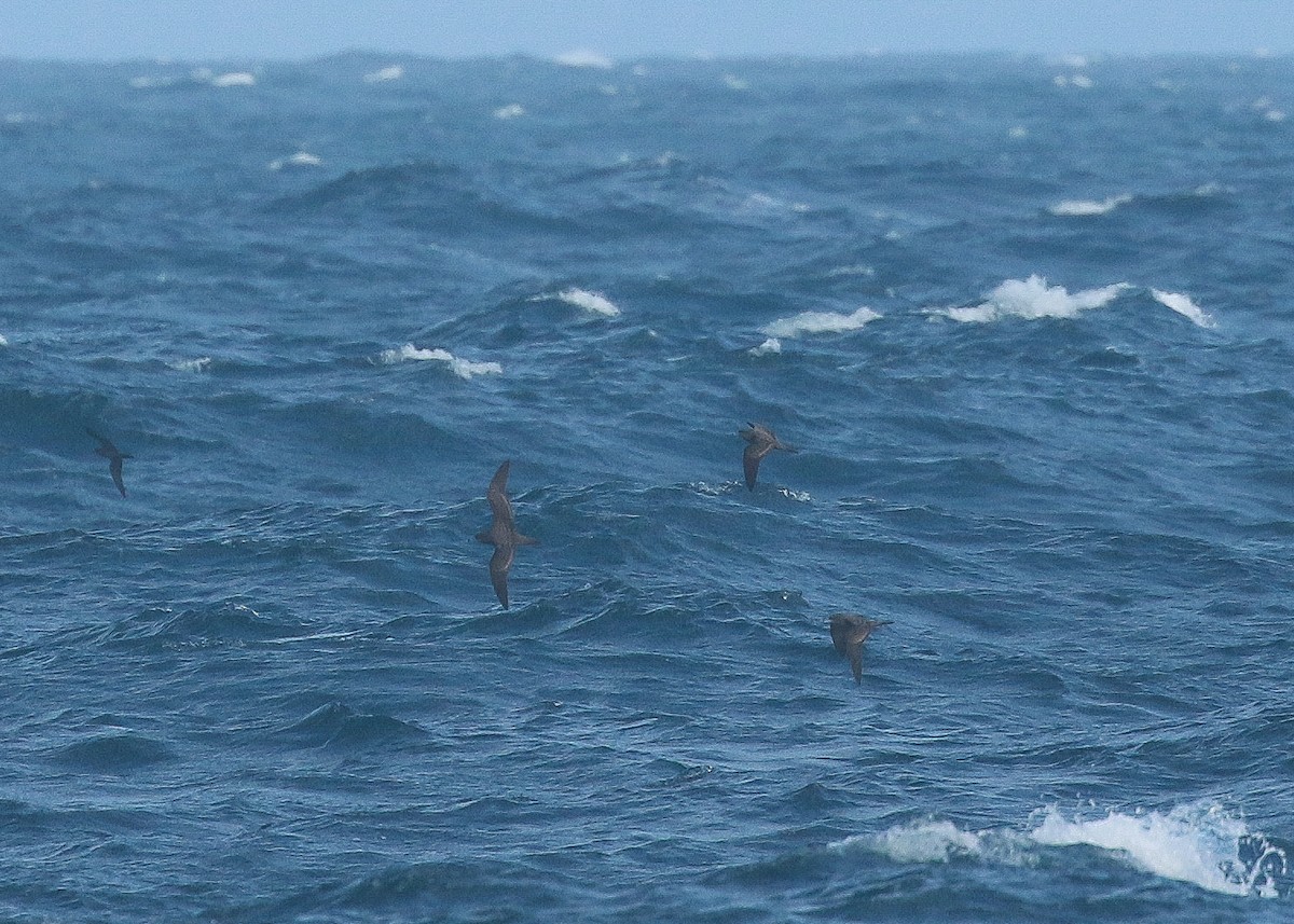 Wedge-tailed Shearwater - ML403112561