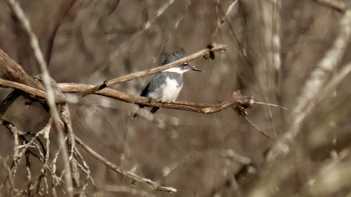Belted Kingfisher - ML403112901