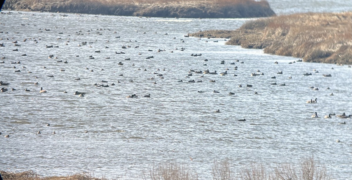 American Black Duck - ML403113651