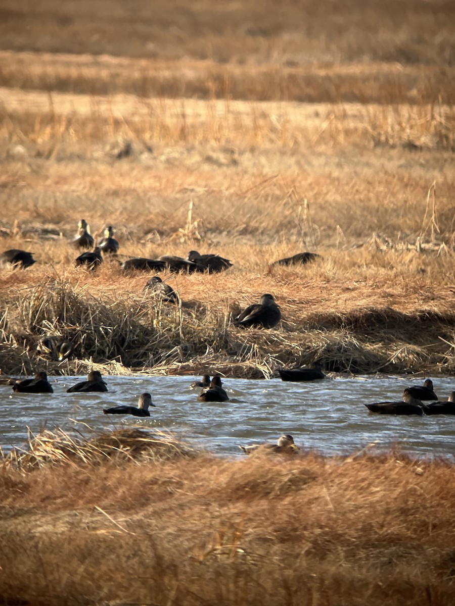 Canard noir - ML403113661