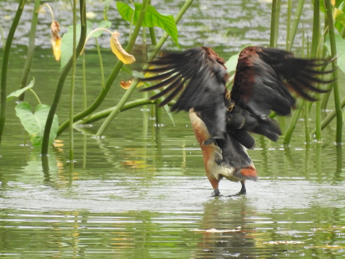 Lesser Whistling-Duck - Kalyani Kapdi