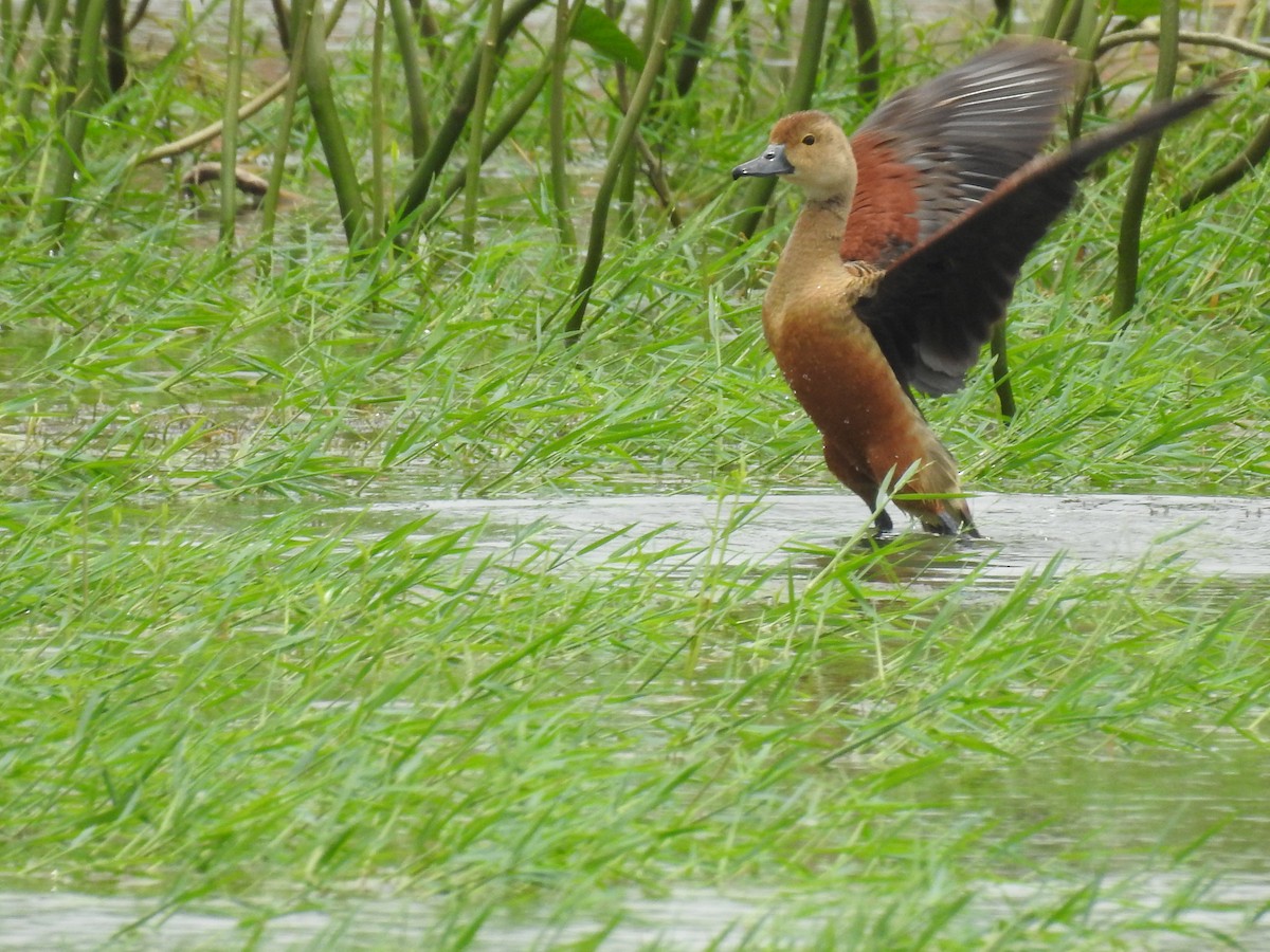 Lesser Whistling-Duck - Kalyani Kapdi