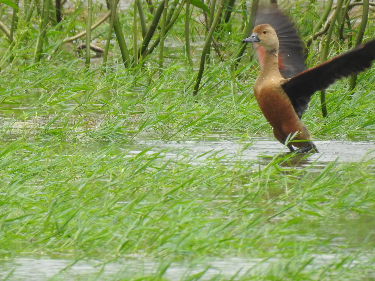 Lesser Whistling-Duck - Kalyani Kapdi