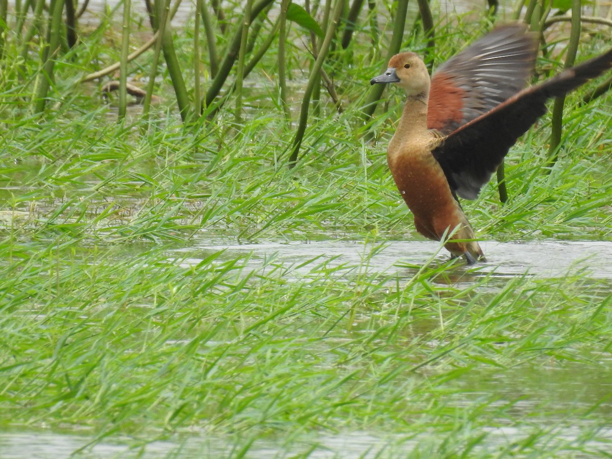 Lesser Whistling-Duck - ML403114801